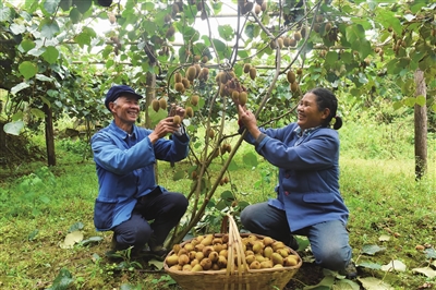 昔日荒山变金山石柱悦崃镇贫困夫妇发展产业奔小康