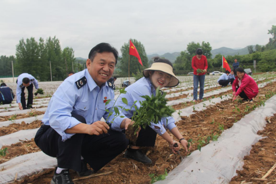 税务干部帮农户种植辣椒