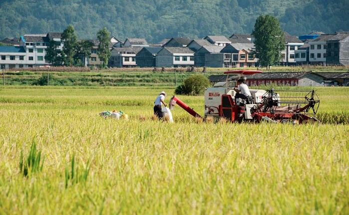重庆水稻收割场景。（图片源自网络）