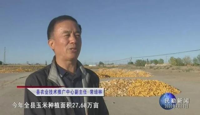 民勤逾27万亩玉米喜获丰收