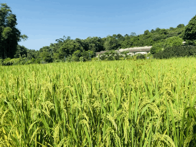 农产品及非遗创意集市,农耕文化互动体验,空中蔬果观光采摘,丰收宴,农