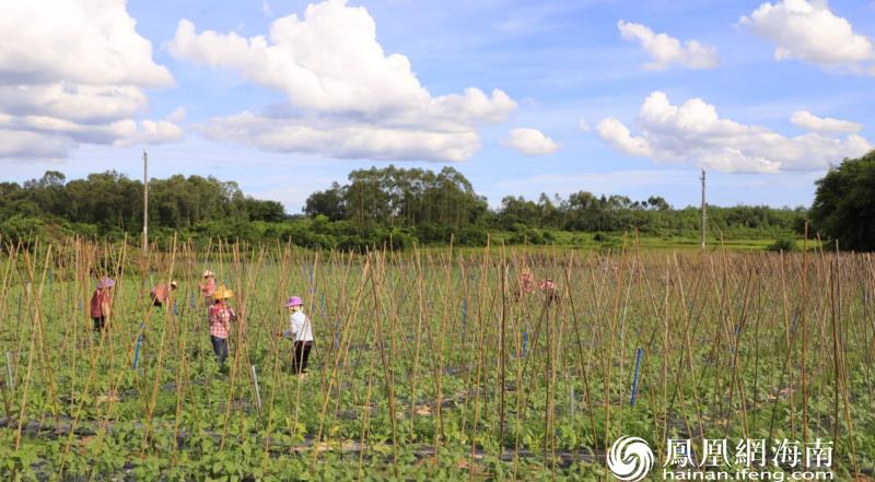 定安县新增“菜篮子” 保有常年蔬菜基地2200余亩