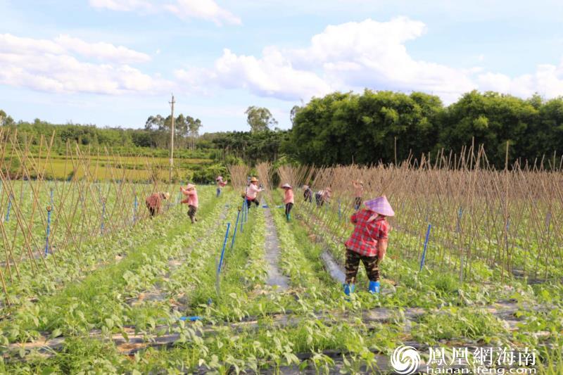 定安县新增“菜篮子” 保有常年蔬菜基地2200余亩