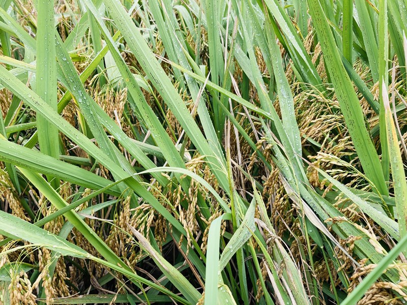 浙江青田：打响稻鱼共生系统金名片 助力乡村振兴