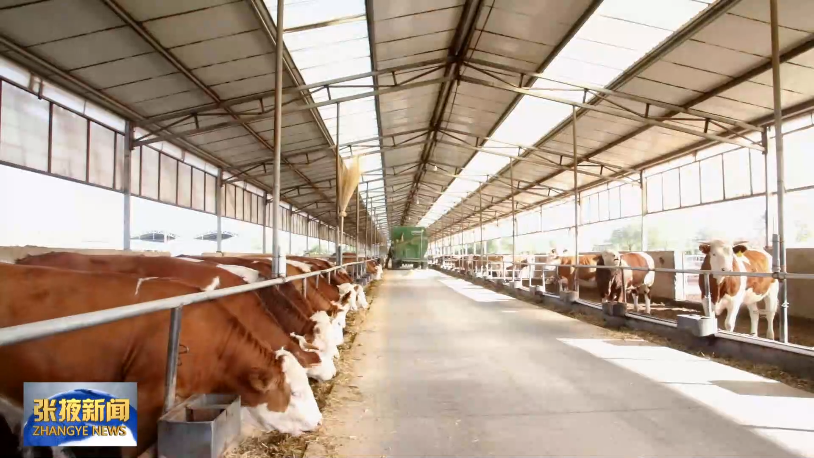 1500万贷款风险补偿金已安排 张掖硬核"资"持肉牛产业