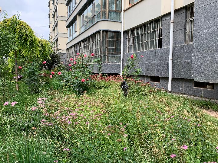 这是位于西宁市城西区虎台一巷老旧小区的雨水花园(9月17日摄).