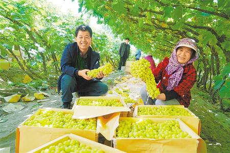 敦煌市南湖乡营盘村村民胡海(左)今年种植的13亩葡萄喜获丰收 新甘肃&middot;甘肃日报通讯员 马晓伟