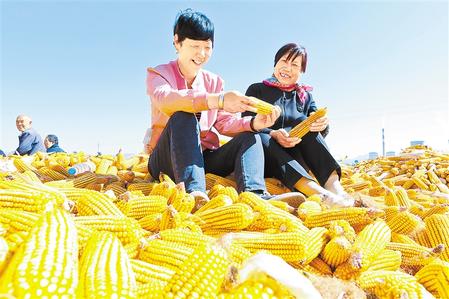 甘州区靖安乡的村民在晾晒场上举行剥玉米皮比赛 新甘肃&middot;甘肃日报通讯员 王将