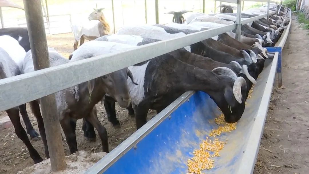 年产值180万 天祝唱响羊产业“富民曲”