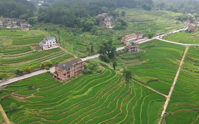 重庆南川区福寿镇大石坝村的优质稻种植示范区。（图片源自网络）