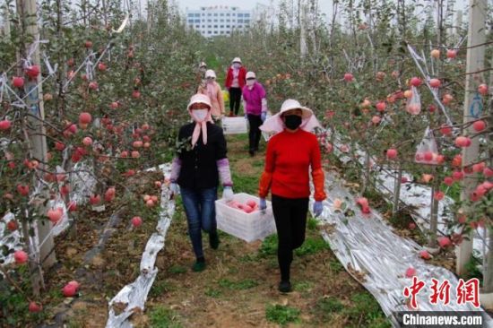 灵台县因地制宜发展苹果产业。图为农民采摘“丰收果”。(资料图) 灵台县委宣传部供图