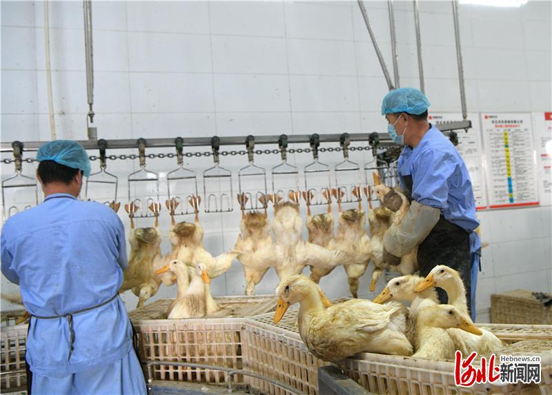 2020年9月17日,河北省肃宁县东风养殖公司北京鸭屠宰加工车间。