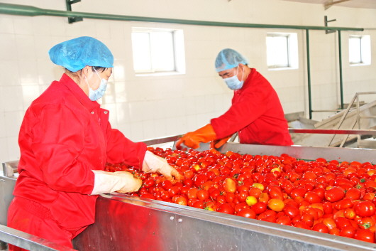 工人在生产线挑选番茄