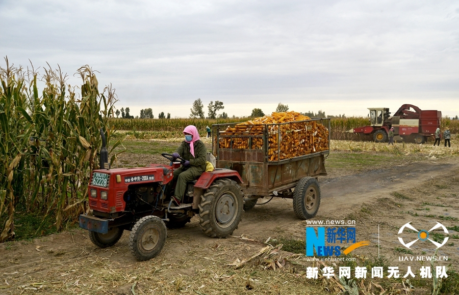 大型收割现场来啦！张掖高台14万亩商品玉米颗粒归仓