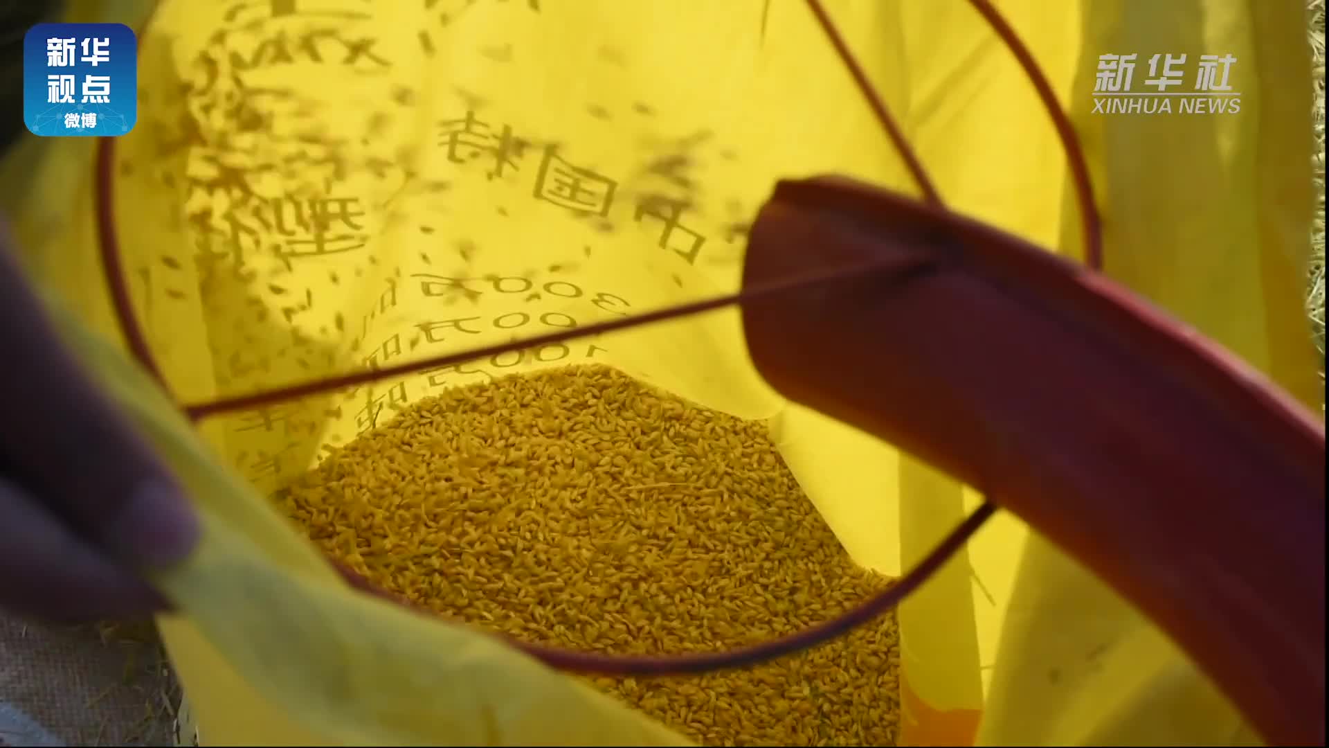 袁隆平团队研发耐盐碱水稻亩产548.53公斤