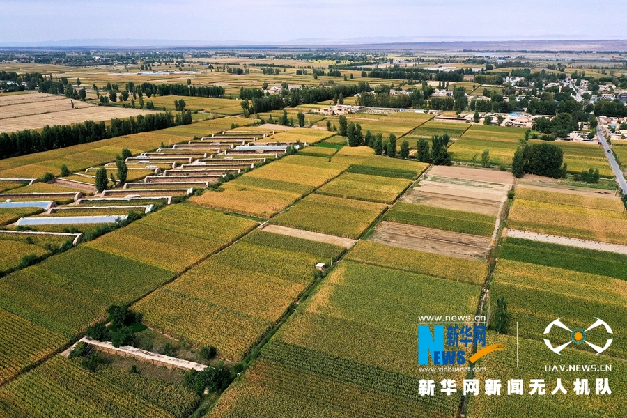 甘肃省张掖市高台县今年种植商品玉米逾14万亩，90%以上的商品玉米田实现了全程机械化收割，大大降低了生产成本，促进了农业增效，农民增收。新华网发（郑耀德 摄）郑耀德