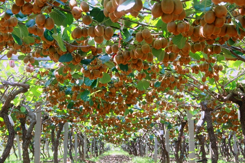 中共眉县县委副书记、县长叶盛强在接受媒体专访