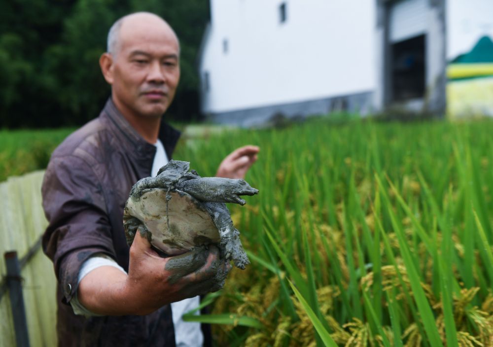 9月23日,种植户在太阳镇的生态稻米种植基地内展示稻田内套养的甲 