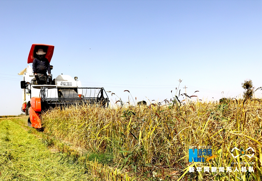 【“飞阅”中国】甘肃张掖：千亩优质旱稻开镰收割