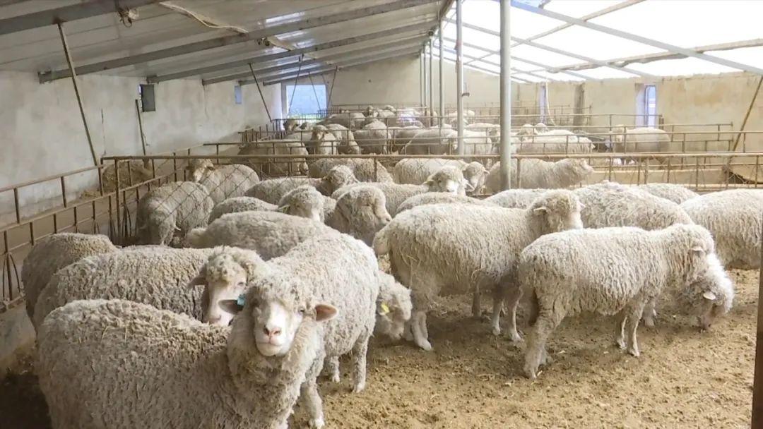 年产值180万 天祝唱响羊产业“富民曲”