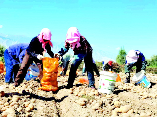 肃州区清水镇西三村村民收获马铃薯