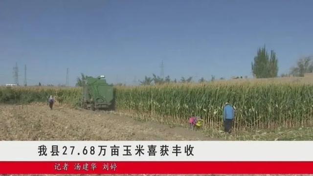 民勤逾27万亩玉米喜获丰收