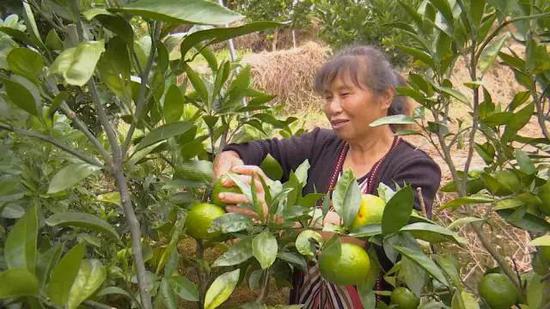 果农采摘蜜橘 掌上黄岩供图