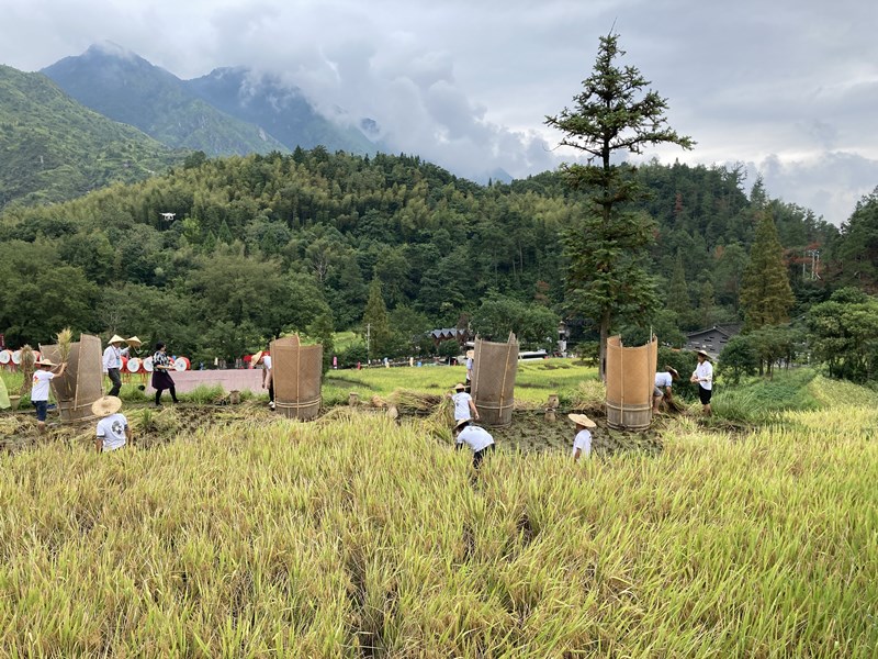 浙江青田：打响稻鱼共生系统金名片 助力乡村振兴
