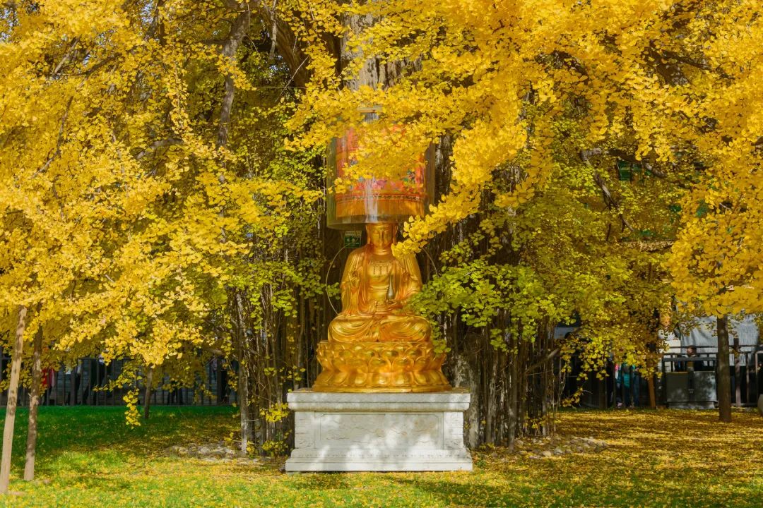 一入秋，这颗银杏树便像是一位战士，穿上金色的铠甲，日夜守护着这座古刹，守护着这座古城。
