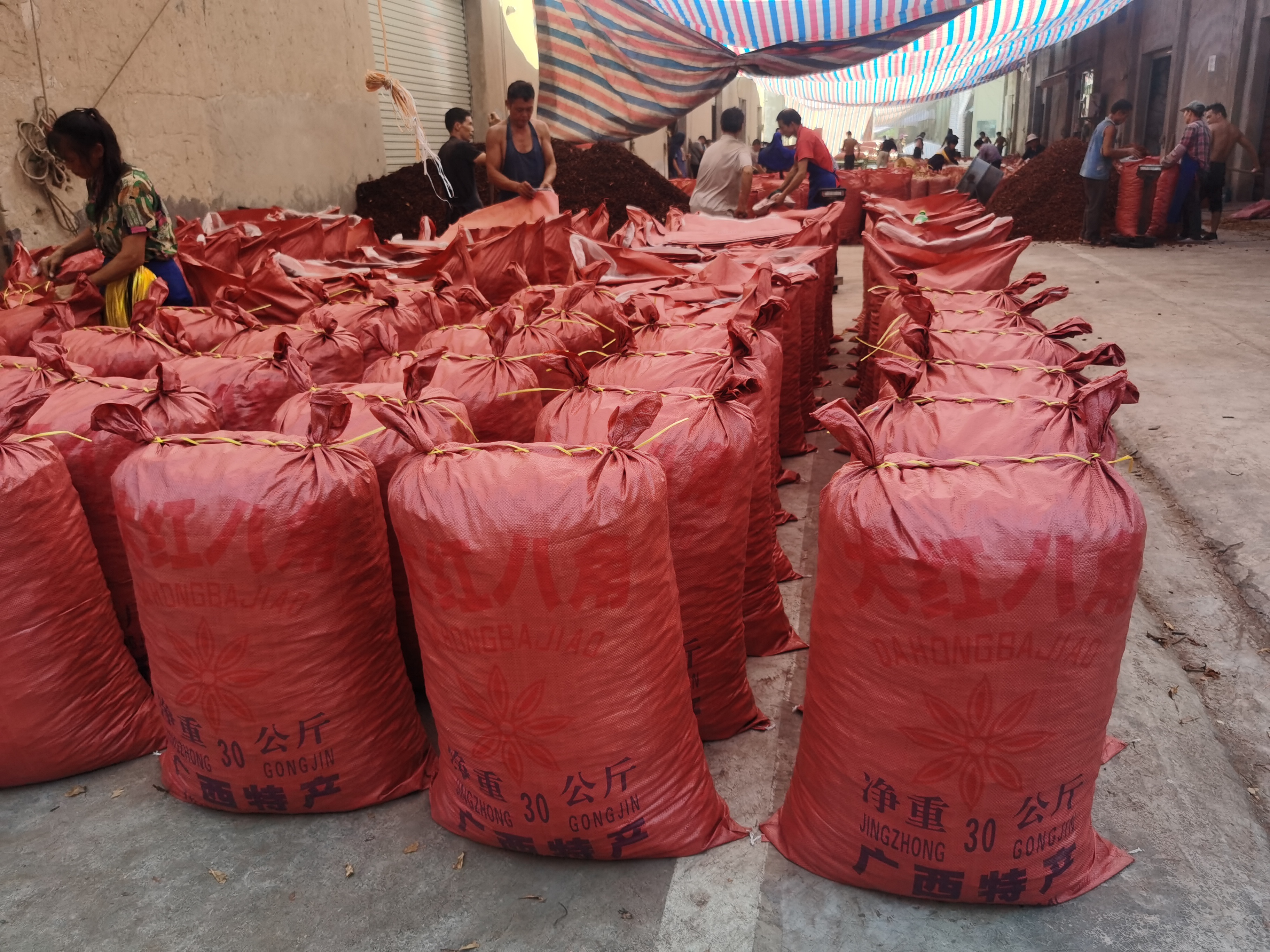 被批发商们选中的硫磺八角被打包装袋，即将通过物流运送发往目的地。新京报记者 王瑞文 摄