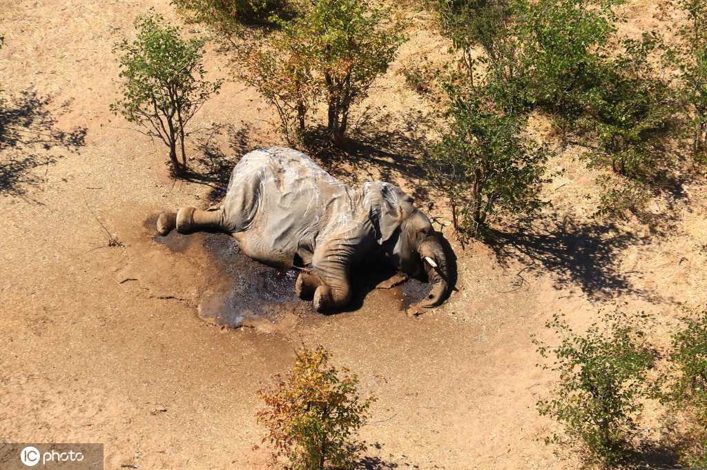 数百头大象死亡！博茨瓦纳：由水中的蓝藻细菌引发