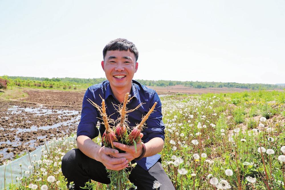 故乡的土地上，种蒲公英让张冬宇实现了致富的梦想。　郑智镪摄