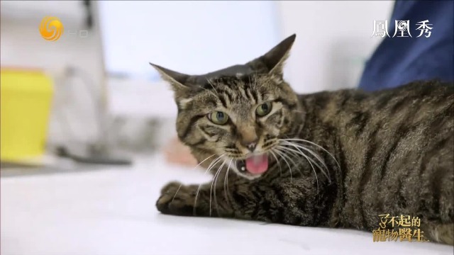 猫咪患上口腔纤维肉瘤，为何医生不建议主人做手术？