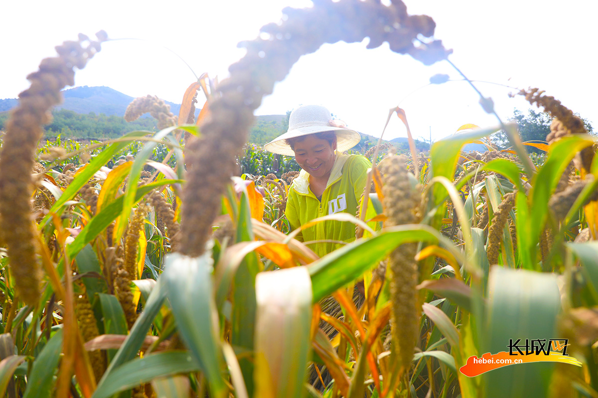 9月21日,丰润区火石营镇潘家峪村,农民在收获谷子.朱大勇 摄