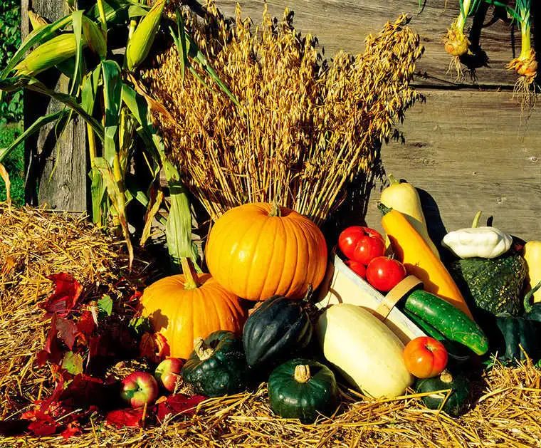 丰收节里喜话税收