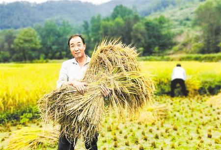 康县大南峪镇花庙村村民王建林正在收割水稻 新甘肃&middot;甘肃日报通讯员 黄培军