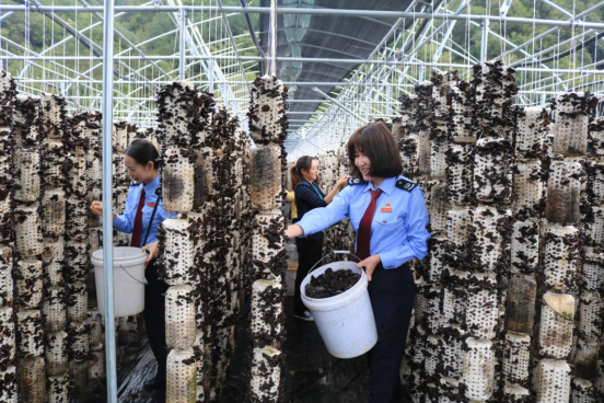 税务青年干部帮助农民采摘木耳