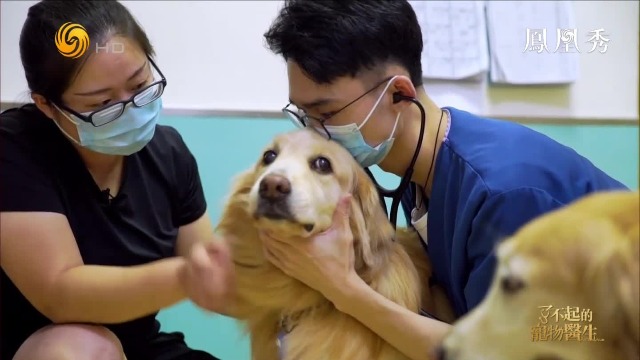 揭秘宠物医生的日常生活，医生：我们也怕被狗咬