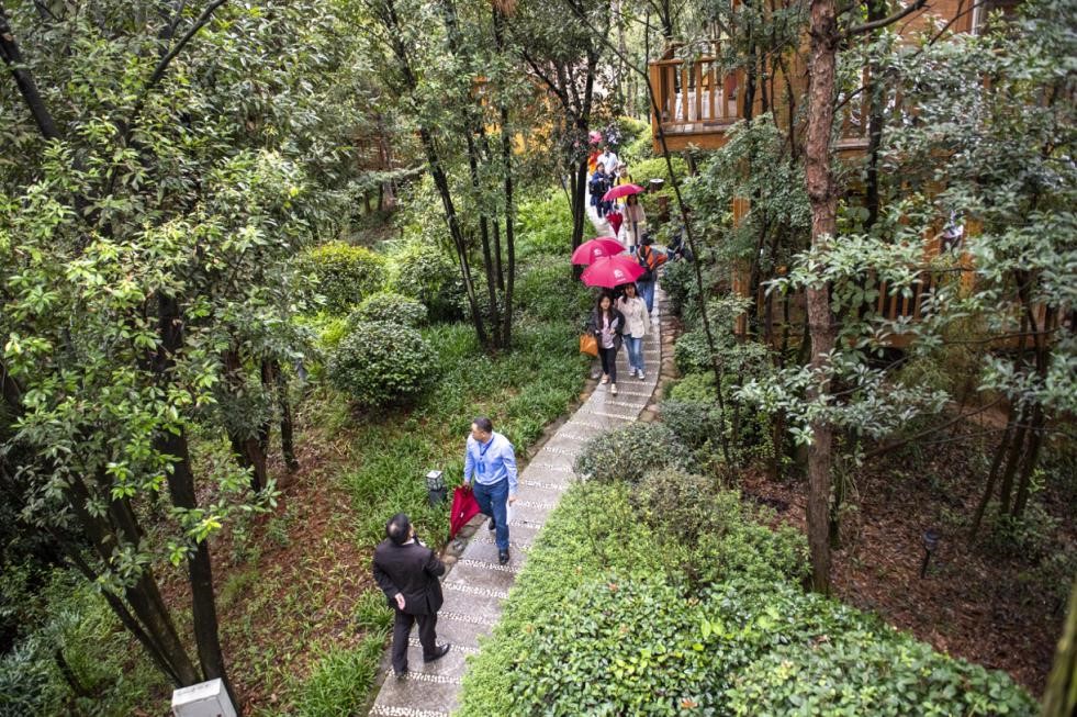 众人走在星空木屋旁的林荫小道。