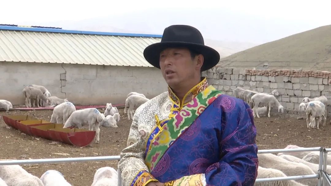 年产值180万 天祝唱响羊产业“富民曲”