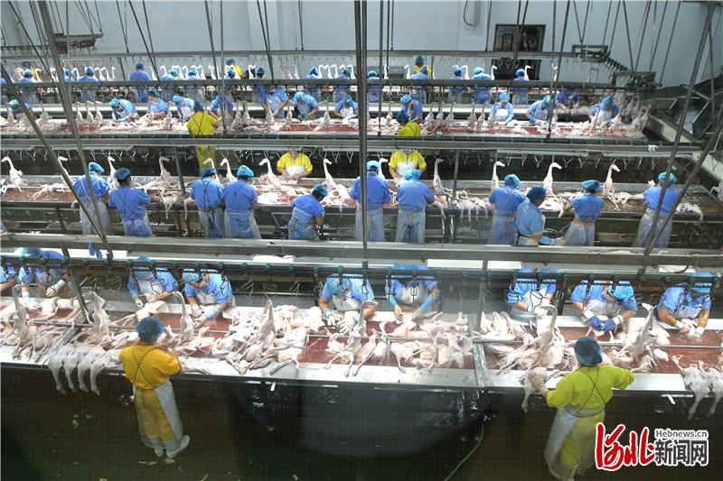 2020年9月17日,河北省肃宁县东风养殖公司Z型北京鸭去小毛车间。