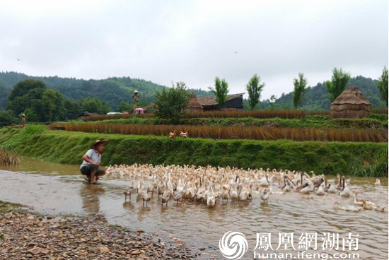 平日里，秦溪河畔，常常能见到文丕林“啰……啰，啰啰”呼唤鸭群的画面
