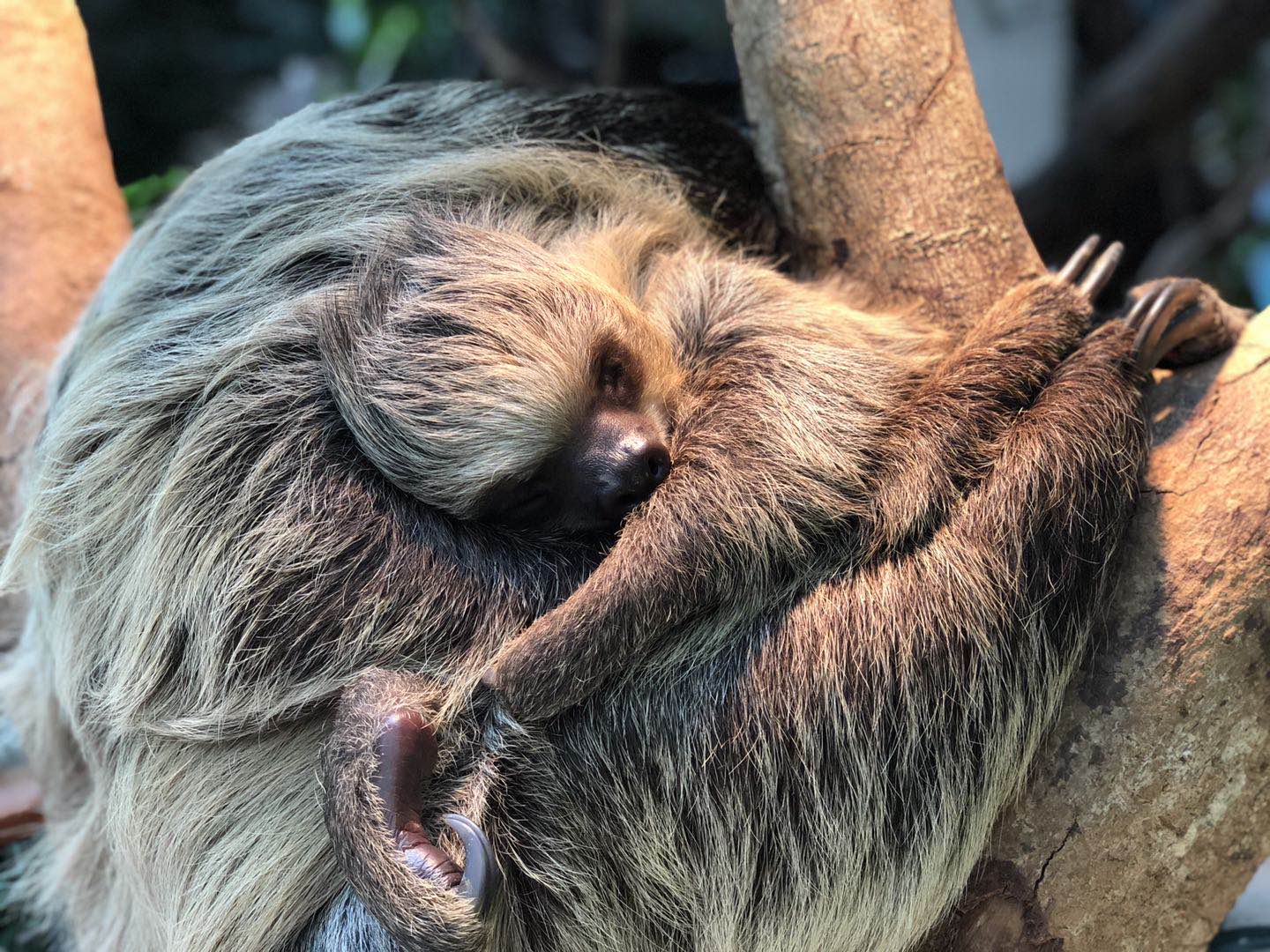 树懒宝宝抱着树懒妈妈一起在睡觉