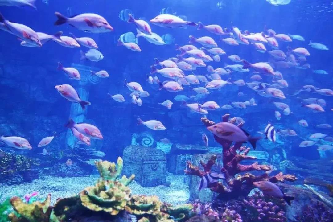 西安曲江海洋极地公园航海冒险主题沉浸式演出开启新篇章快来寻找海底