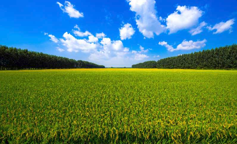 中国粮食行业协会：命名曹妃甸“中国生态稻米之乡”