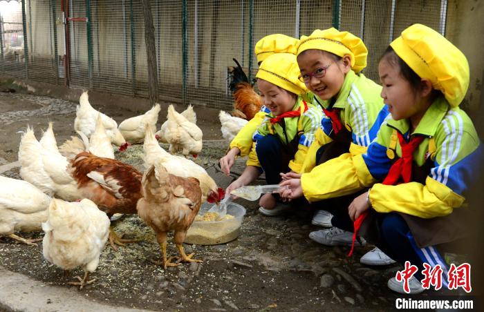 图为学生们喂养鸡鸭。　崔琳 摄