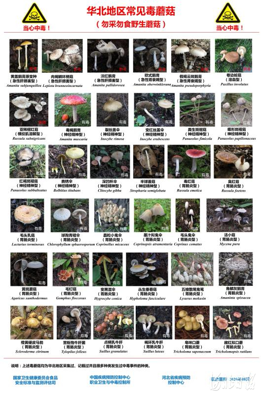 华北地区常见毒蘑菇。河北省疾控中心供图