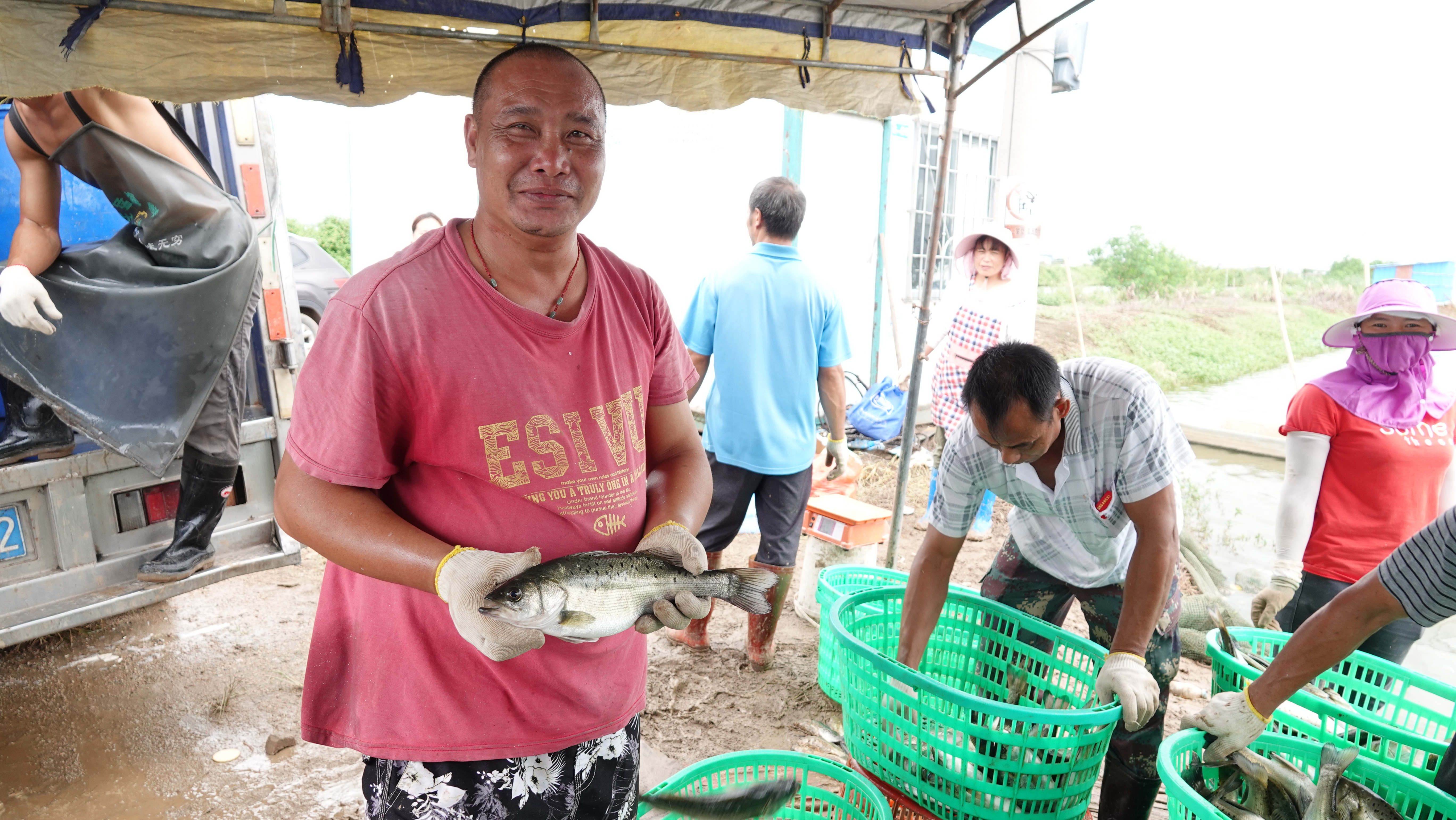 斗门区白蕉镇东湖村养殖户吴东升