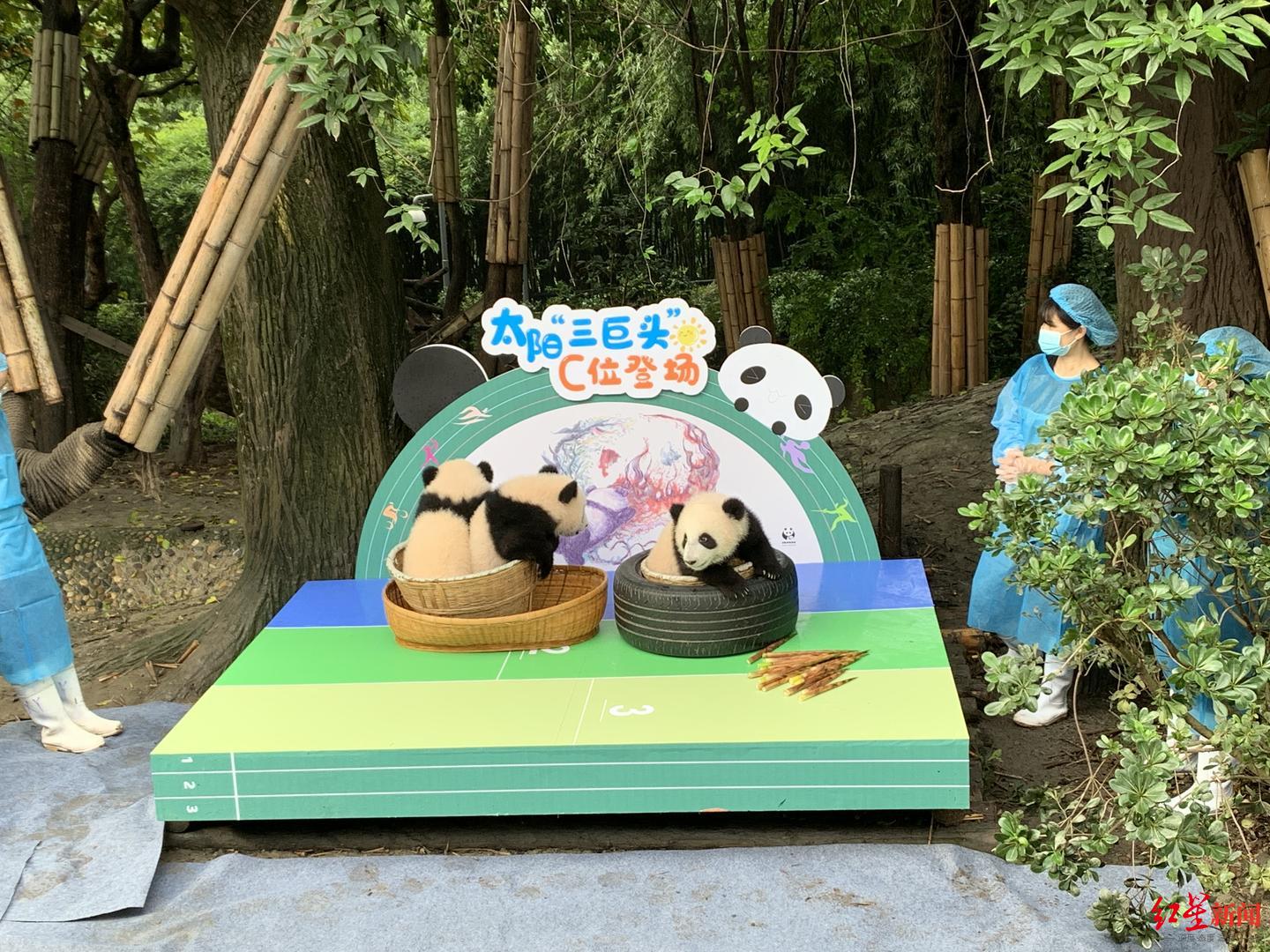 成都熊猫基地 三巨头 四最 出道 你更pick谁 凤凰网