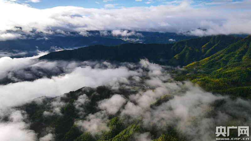 苍山如海(央广网发 通讯员谷志斌 摄)